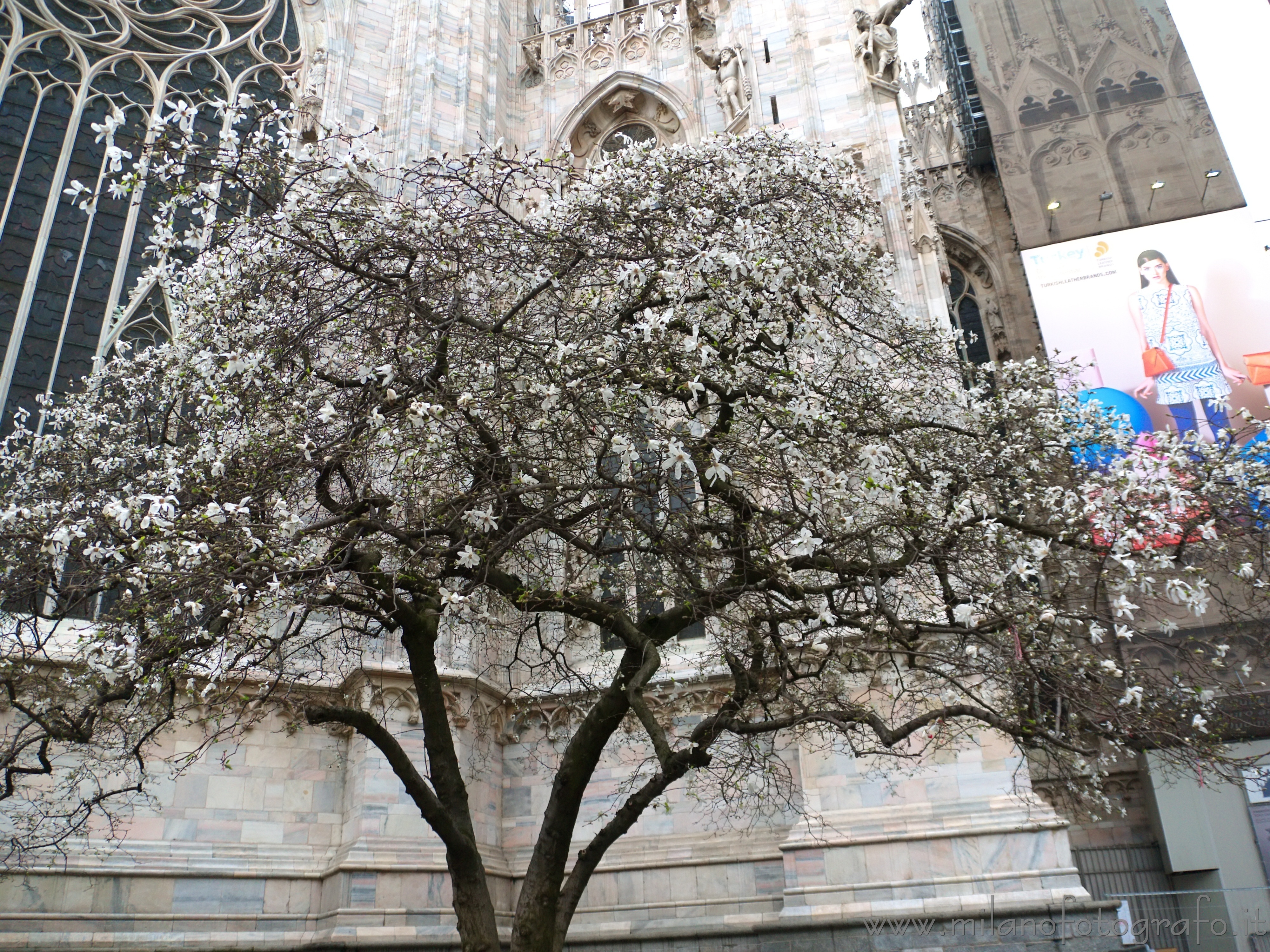 Milan (Italy) - The white magnolia behind the Duomo in bloom